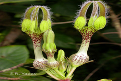 Ceropegia vincifolia